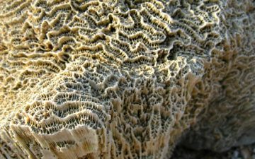 Ученый разрабатывает цемент, имитируя технологию образования кораллов