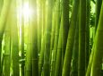 Прозрачный бамбук: огнестойкая и водонепроницаемая альтернатива стеклу